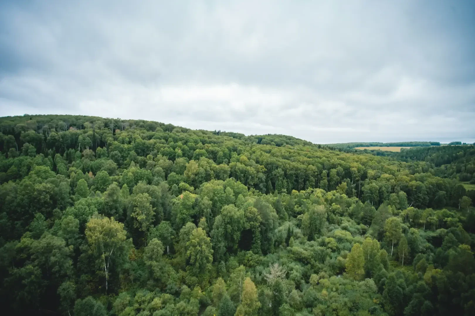 Luftaufnahme eines dichten, grünen Waldes unter bewölktem Himmel, mit sanften Hügeln, die mit üppigem Baumbewuchs bedeckt sind und sich bis zum Horizont erstrecken.
