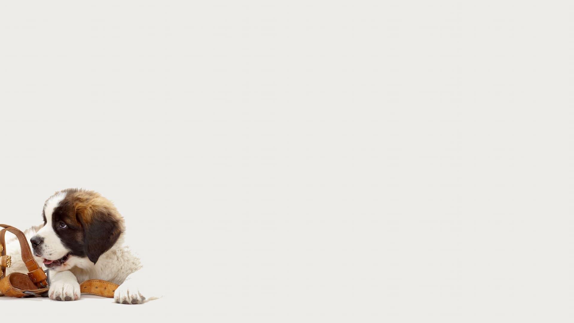 Un chiot tout doux, brun et blanc, est allongé par terre et mordille une sandale en cuir marron, devant un fond blanc laissant beaucoup d'espace libre.