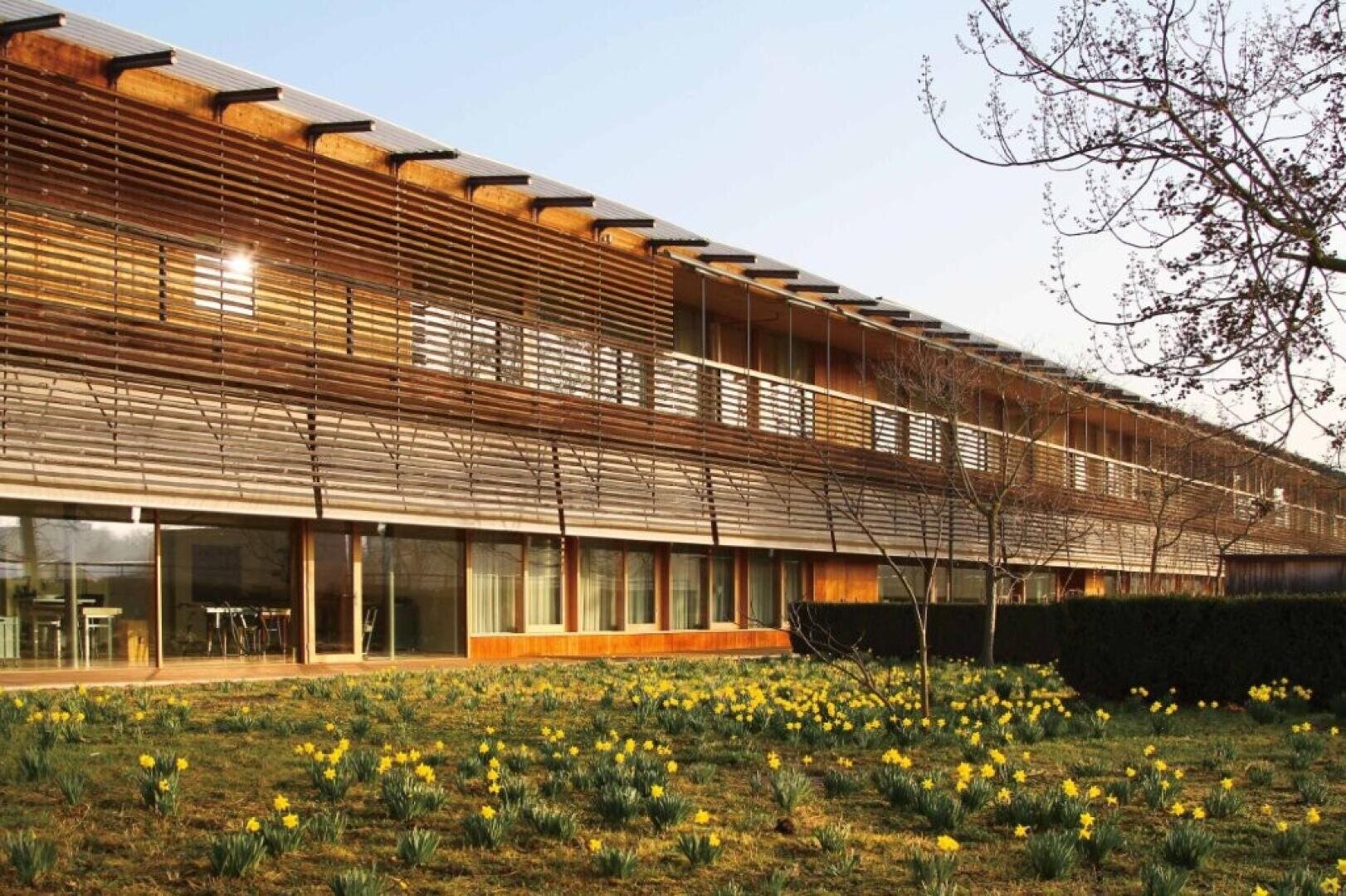 Un bâtiment moderne avec de grandes lamelles en bois et de nombreuses fenêtres, entouré d'une prairie de jonquilles jaunes et d'un arbre dénudé sur la droite, sous un ciel dégagé.