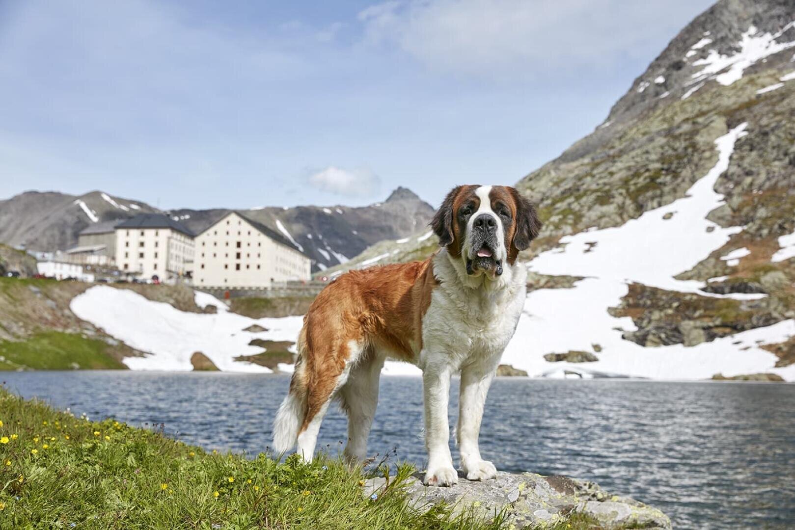 Un Saint-Bernard se tient dans un pré près d'un lac de montagne ; à l'arrière-plan, on aperçoit des montagnes enneigées et un grand bâtiment, le tout sous un ciel bleu.